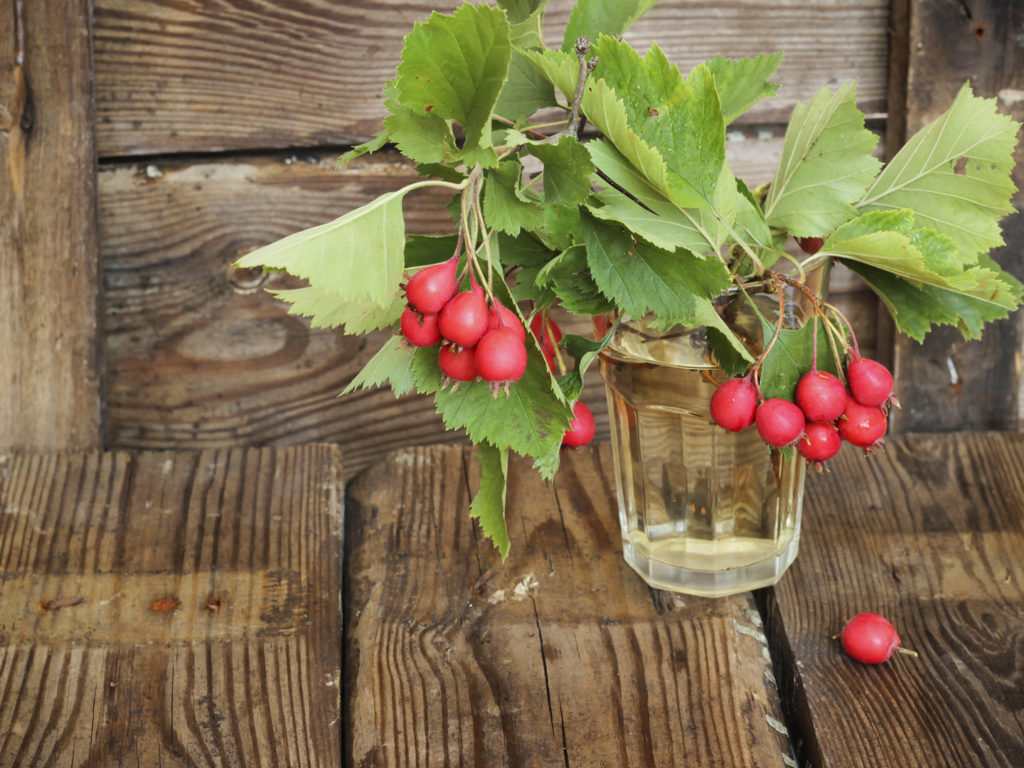 Hawthorn berries on wooden rustic background