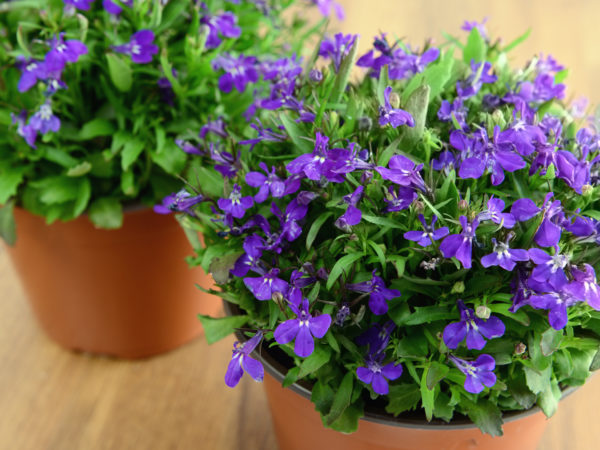 flower pots of blue Garden Lobelia (Lobelia erinus) on wooden table.