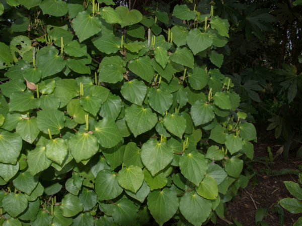 Kava kava in a bush