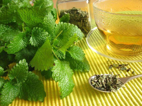 Lemon Balm | Herbs & Supplements | Andrew Weil, M.D.