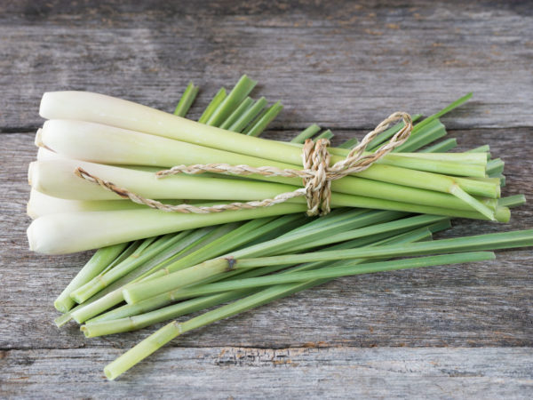 Fresh lemongrass (citronella) on wooden background - Spice for health.