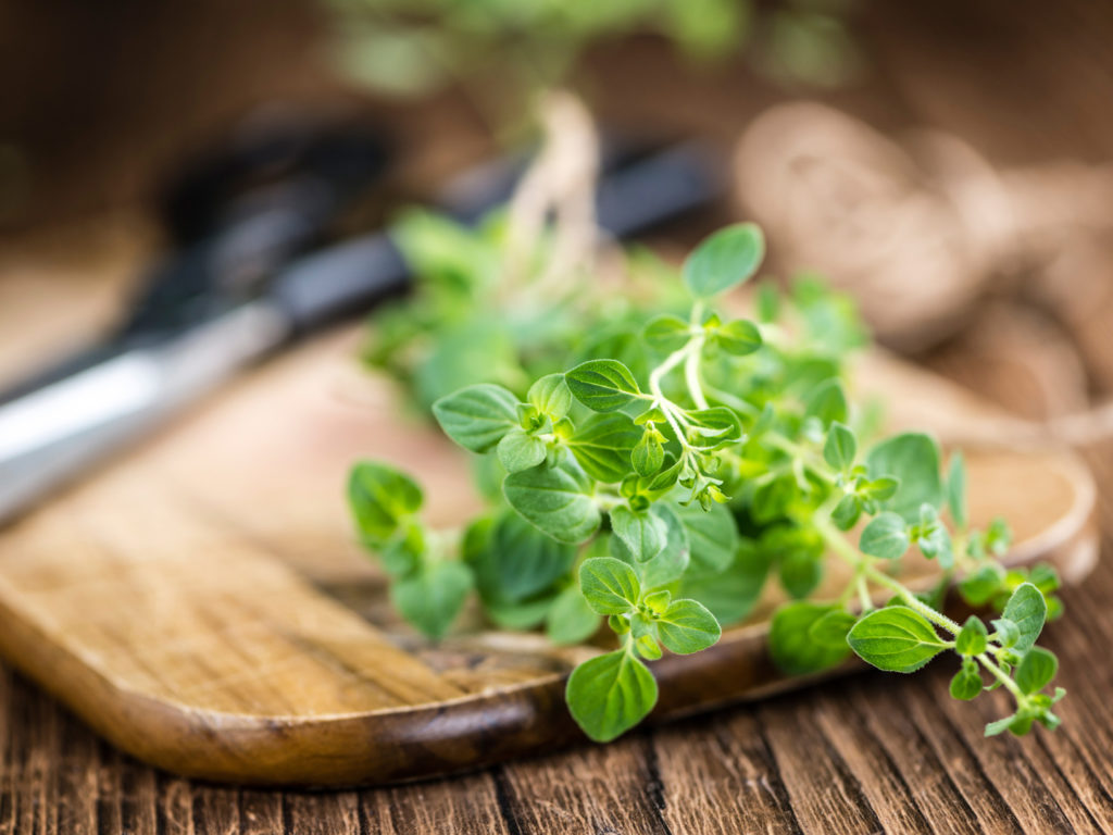 Portion of fresh Oregano (selective focus; close-up shot) on vintage background