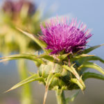 A Milk Thistle | Herbs &amp; Remedies | Andrew Weil, M.D.