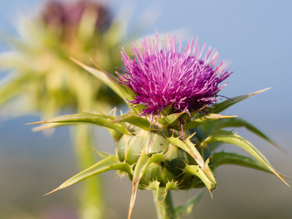 A Milk Thistle | Herbs &amp; Remedies | Andrew Weil, M.D.