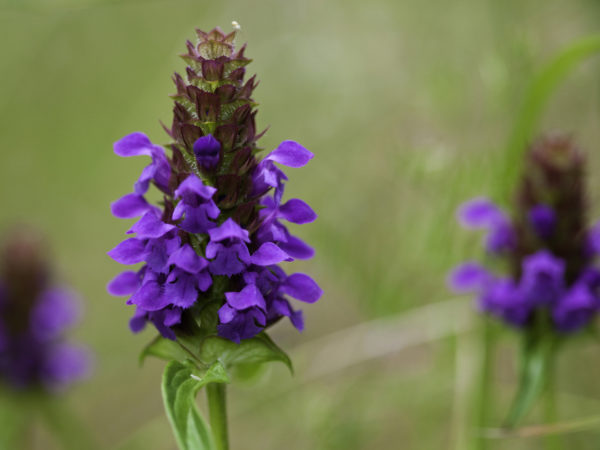 Prunella vulgaris - Heal-all plants in a meadow iin the Pacific Northwest