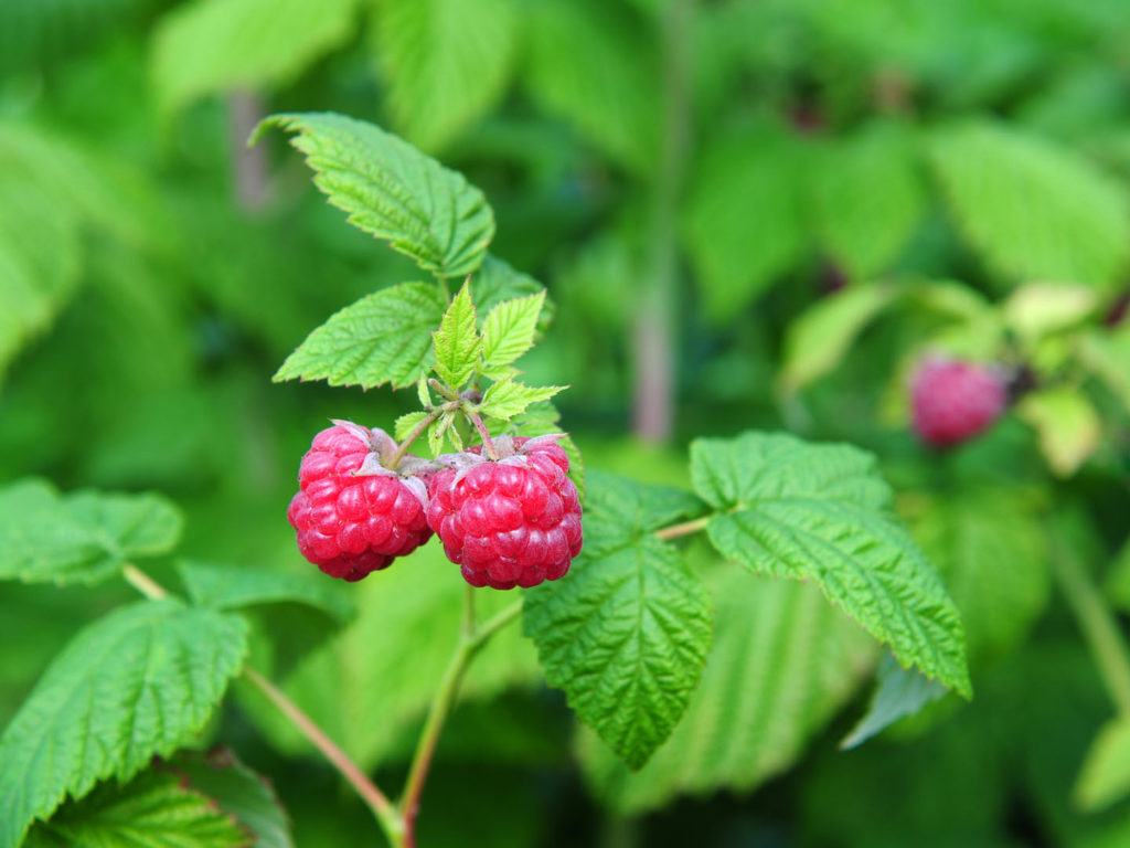 Ripe raspberries in the garden.