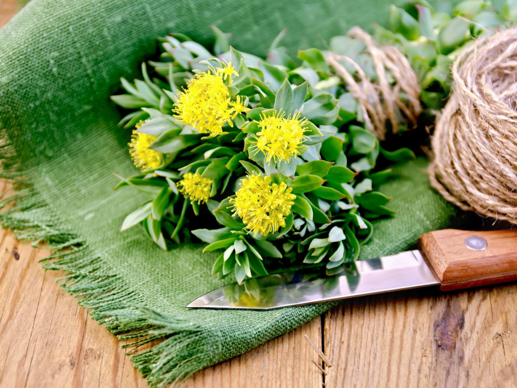 Rhodiola rosea flowers, tied with string, ball of twine, a knife on a green napkin on a background of wooden boards