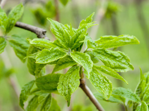 Siberian Ginseng | Herbs &amp; Supplements | Andrew Weil, M.D.