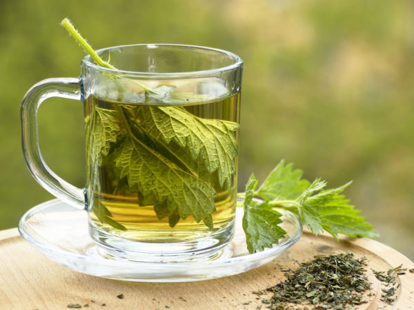Stinging Nettle | Herbal Remedies | Andrew Weil, M.D.