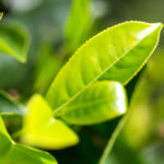 Tea Tree Oil | Herbal Remedies | Andrew Weil, M.D.