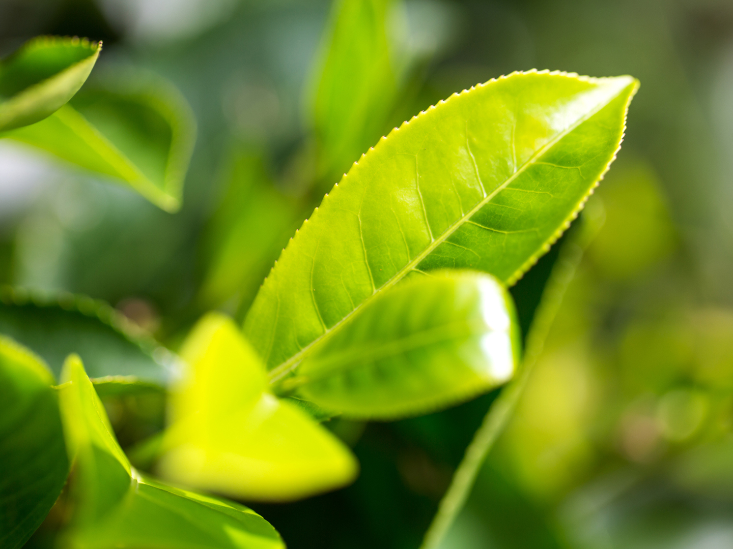 Tea leaves