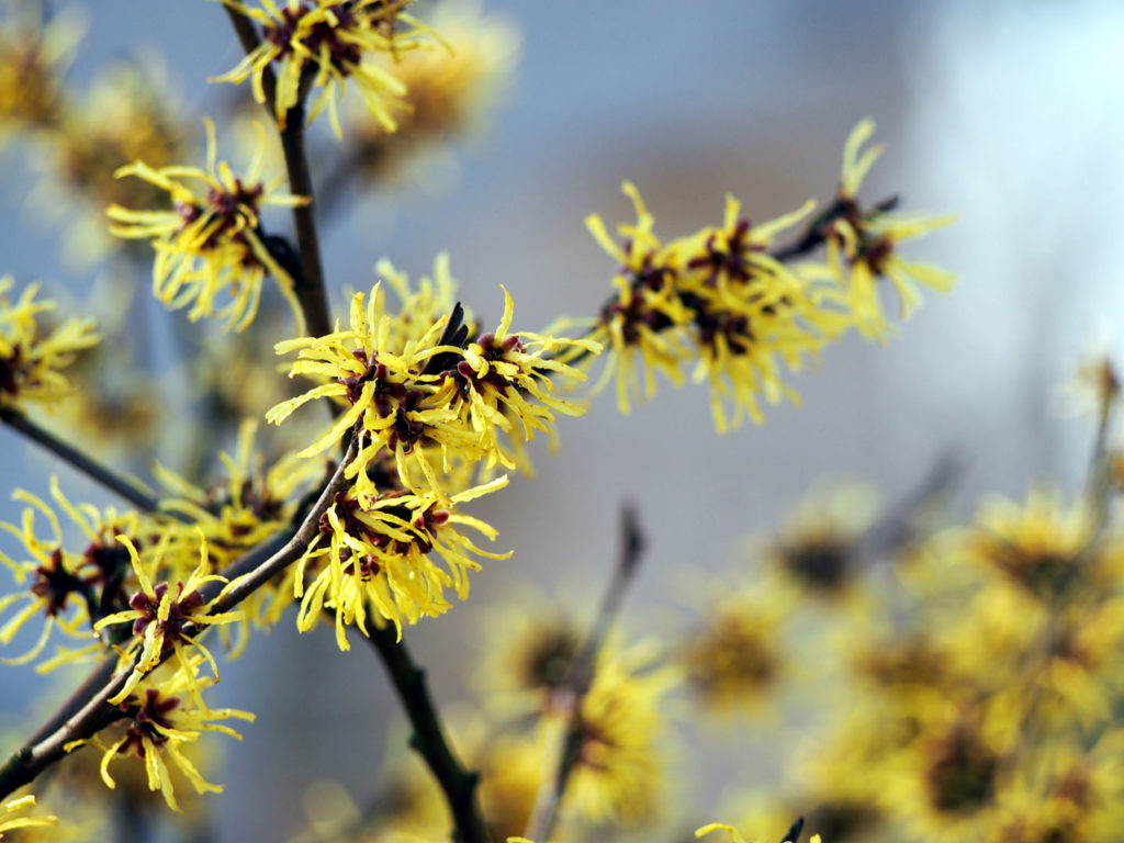witch hazel, herbal remedies