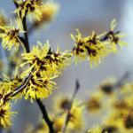 Witch Hazel For Skin Care | Herbal Remedies | Andrew Weil, M.D.