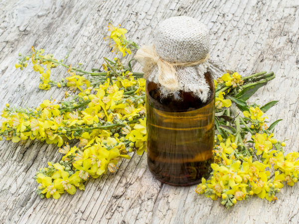 Mullein | Herbs & Supplements | Andrew Weil, M.D.
