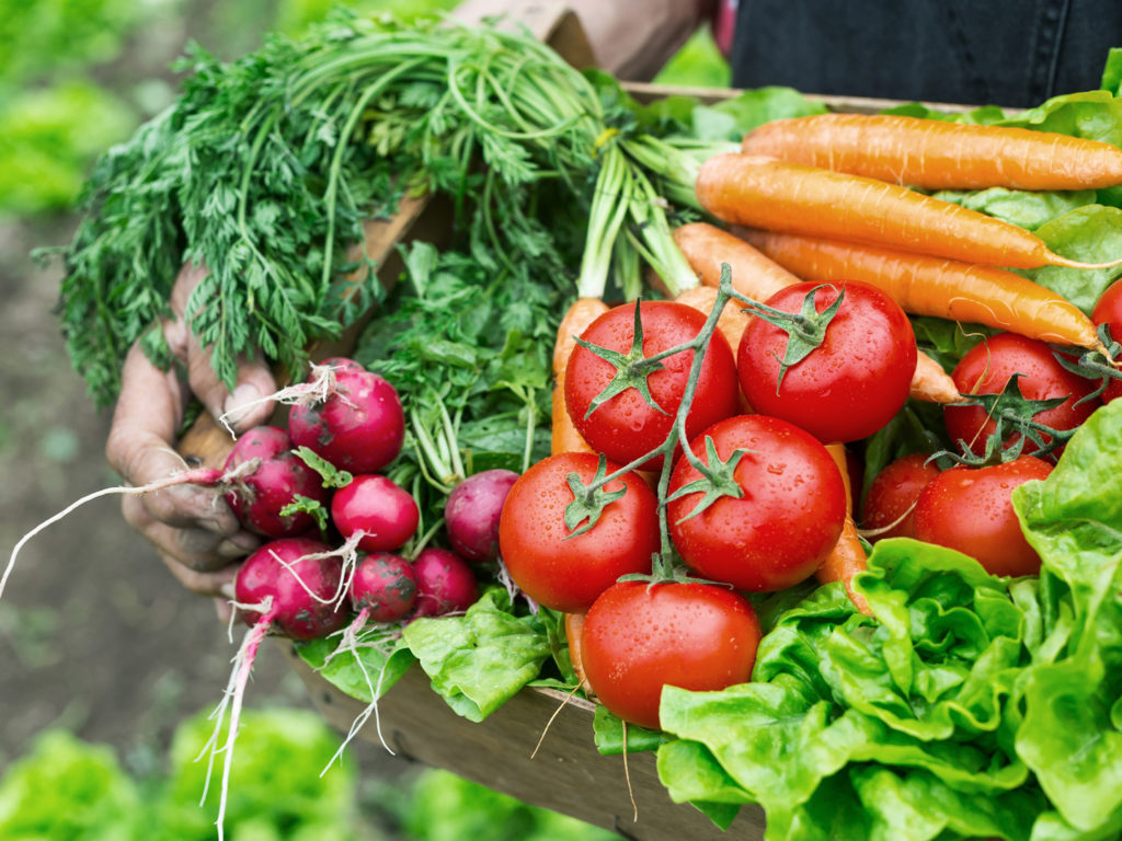 Old man's hands holding a crate full of fresh and raw seasonal vegetables-carrot, tomato, turnib, parsley, dill and lettuce. Field with lettuce plants on background.