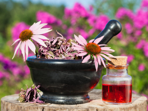mortar with coneflowers and vial with essentia oil in garden, herbal medicine