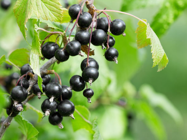 black currant on a branch in the garden