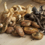Mushrooms Are Amazing!