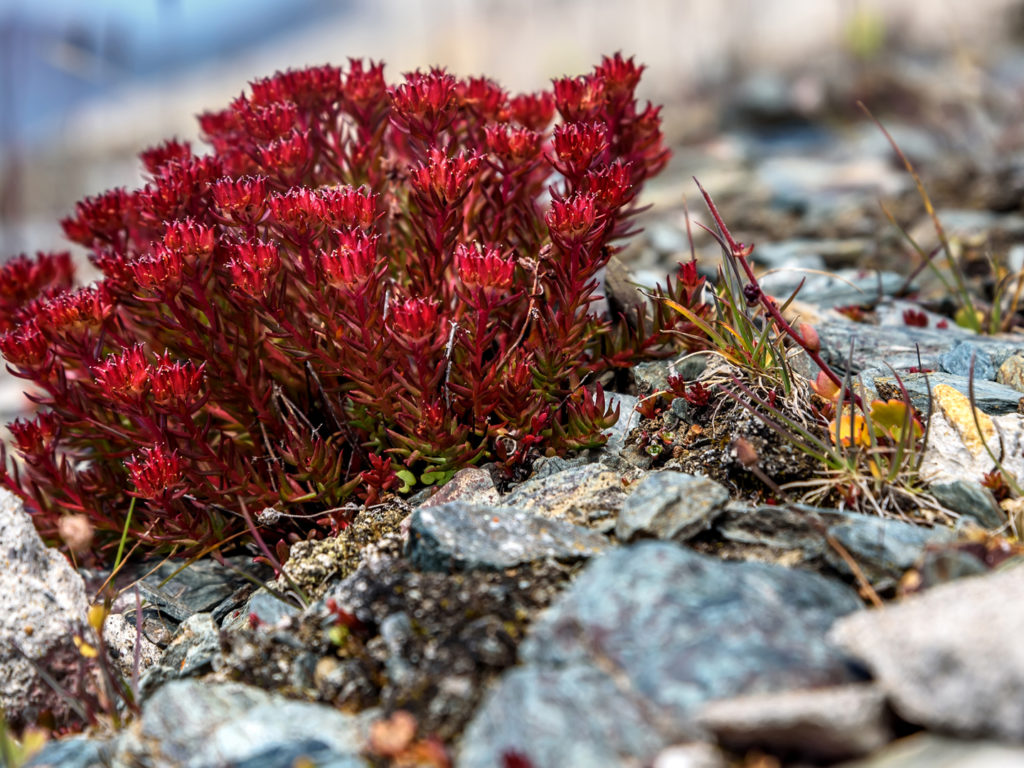 Rhodiola Rosea