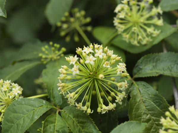 Eleutherococcus senticosus; Siberian ginseng in bloom