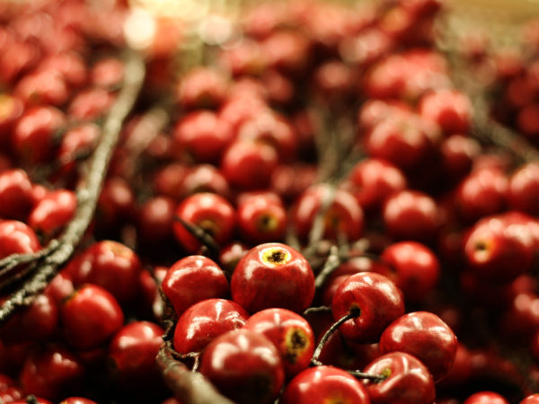 some holiday cherries.  DOF