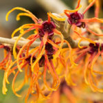 Top Ten Uses For Witch Hazel | Personal Care | Andrew Weil, M.D.