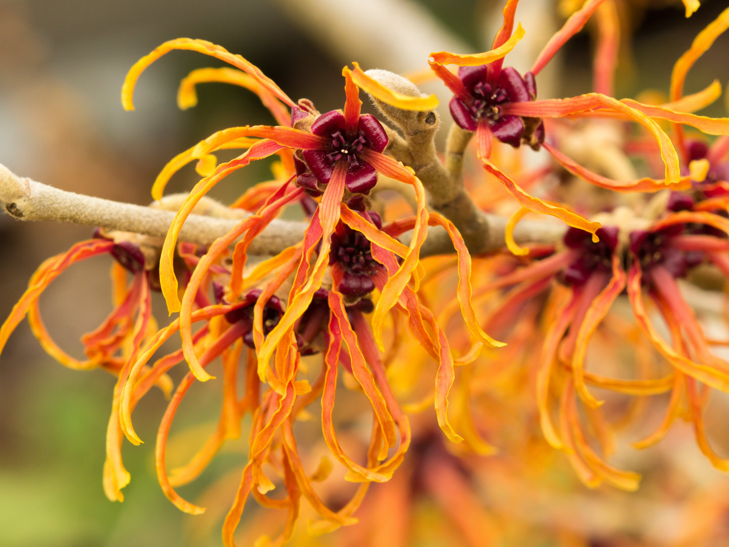 Top Ten Uses For Witch Hazel Personal Care Andrew Weil, M.D. photo image