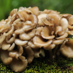 health-wellness_health-centers_aging-gracefullymushrooms-to-prevent-dementia_20090976