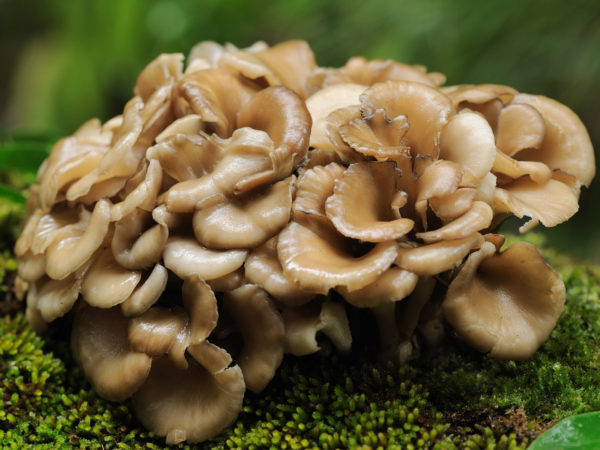 health-wellness_health-centers_aging-gracefullymushrooms-to-prevent-dementia_20090976