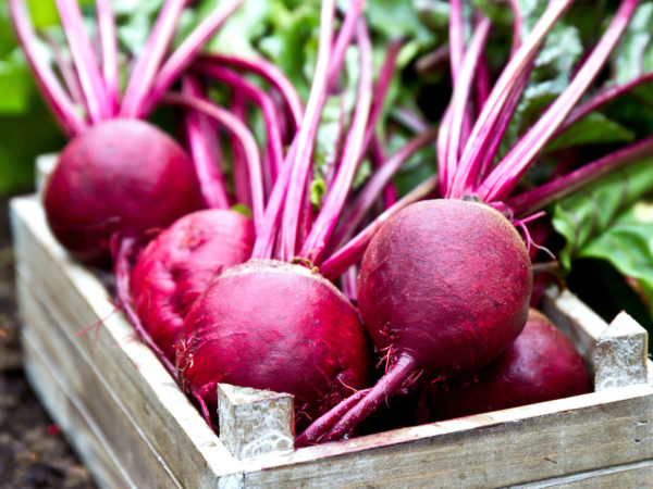 beets