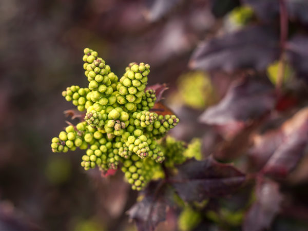 berberine high blood sugar