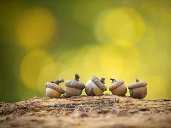Five little acorns in nature. Autumn balanced living