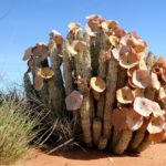 Can Hoodia Help You Lose Weight