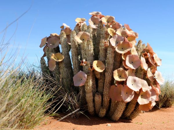 Can Hoodia Help You Lose Weight