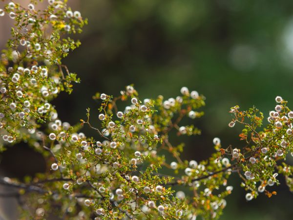 Cleansing With Chaparral? | Greasewood, Creosote, Larrea Tridentata | Andrew Weil, M.D.