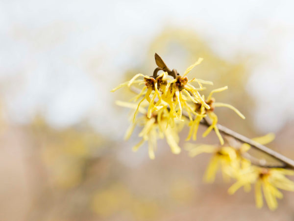 4 Ways To Use Witch Hazel