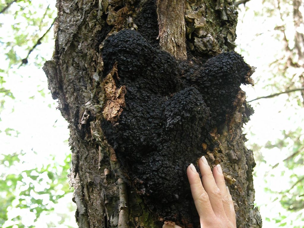 choose chaga mushroom
