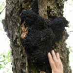 Choose Chaga Mushrooms? | Mushrooms | Andrew Weil, M.D.