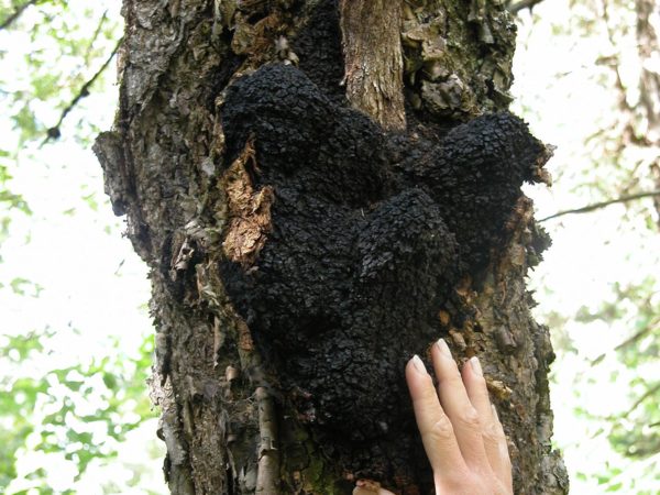 Choose Chaga Mushrooms? | Mushrooms | Andrew Weil, M.D.