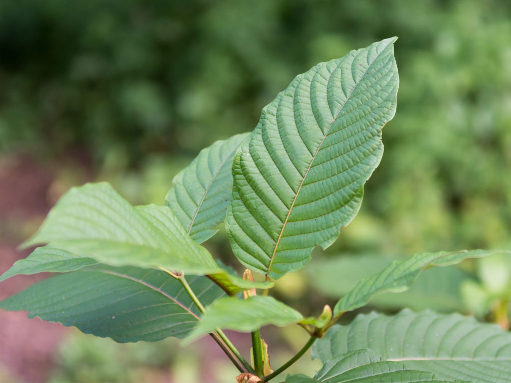 kratom