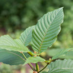 Why Not Kratom? | Addiction | Andrew Weil, M.D.