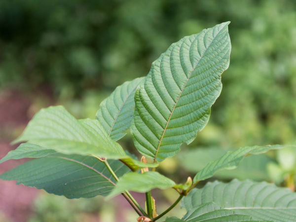 Why Not Kratom? | Addiction | Andrew Weil, M.D.