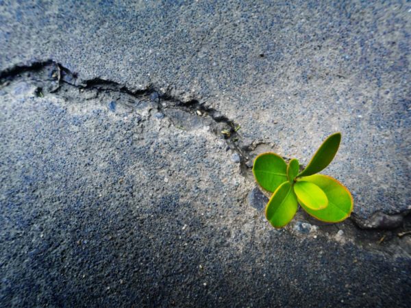Achieving Resilience And Accepting Change - plant growing in the pavement
