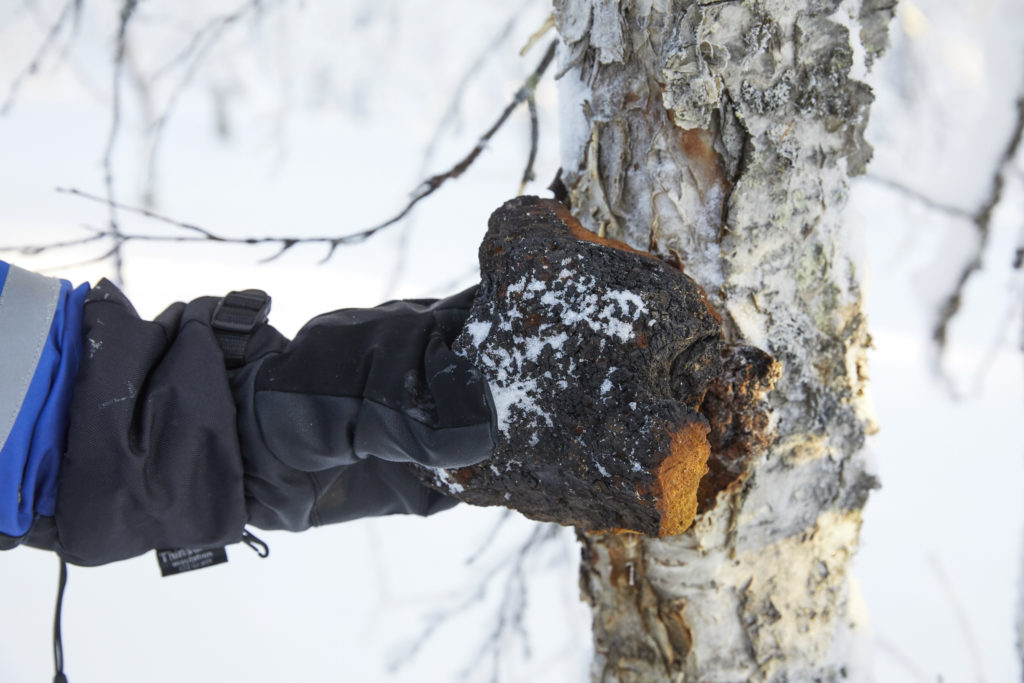 Dr. Weil in Lapland