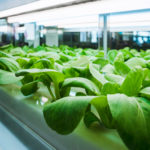 hydroponic organic vegetable