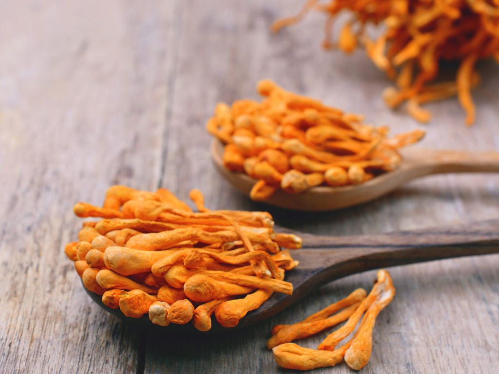 cordyceps better exercise