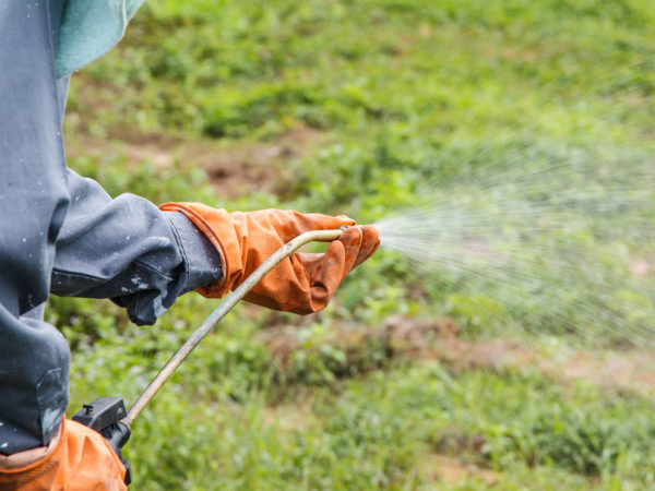 Glyphosate: Weedkiller Worries? | Gardening | Andrew Weil, M.D.