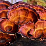 Ready For Reishi Mushrooms? | Hair, Skin &amp; Nails | Andrew Weil, M.D.