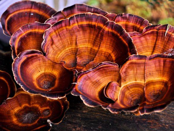 Ready For Reishi Mushrooms? | Hair, Skin &amp; Nails | Andrew Weil, M.D.
