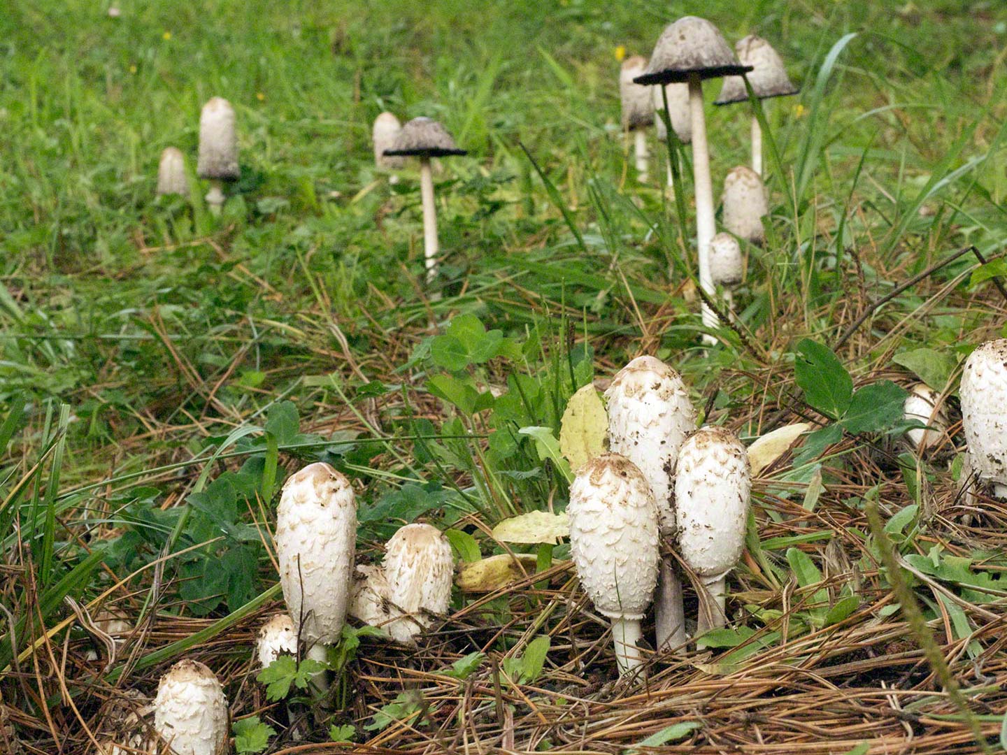 Coprinus Mushroom Benefits? | Hair, Skin & Nails | Andrew Weil, . Coprinus Mushroom Benefits? | Hair, Skin & Nails | Andrew Weil, .